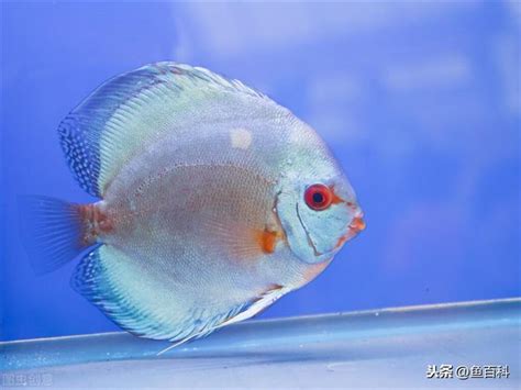 七仙魚|七彩神仙魚簡介